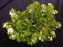 Creeping Moss